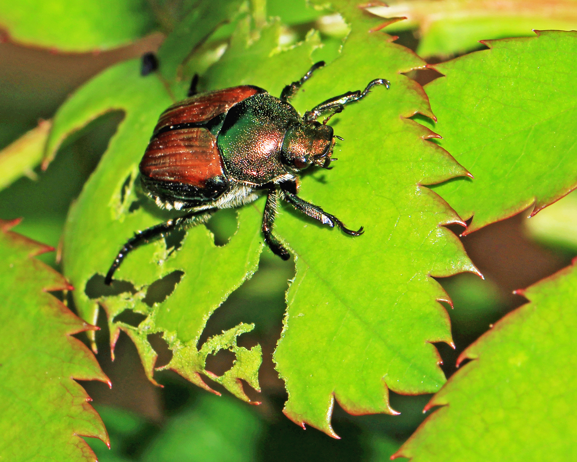 Japanese beetle eating rose leaf