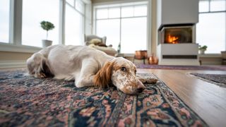 Dog sleeping by fire