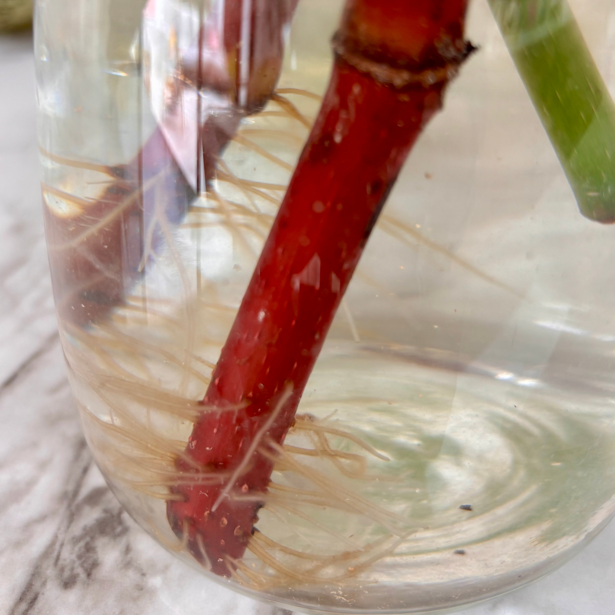 houseplant roots in water
