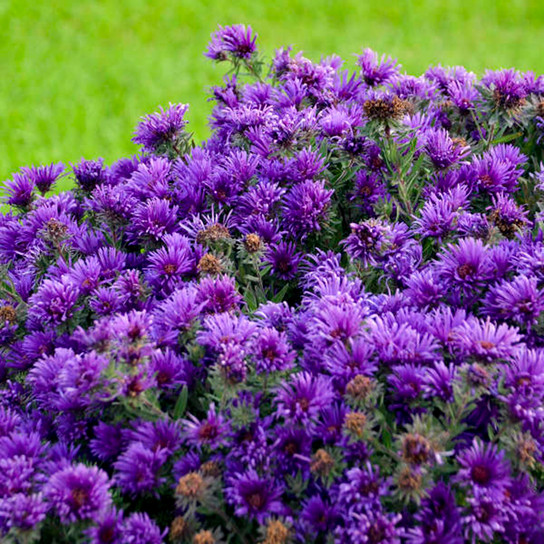 Plant Addicts grape crush aster