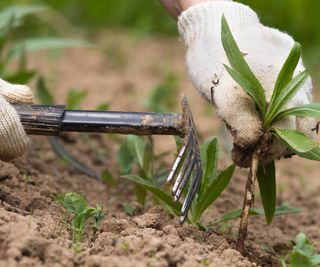 Gardener in gloves removes weeds with a hand rake