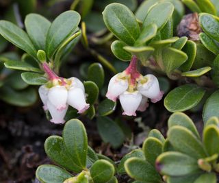 Manzanita shrub in flower