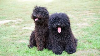 Two black Puli dogs with their tongues hanging out