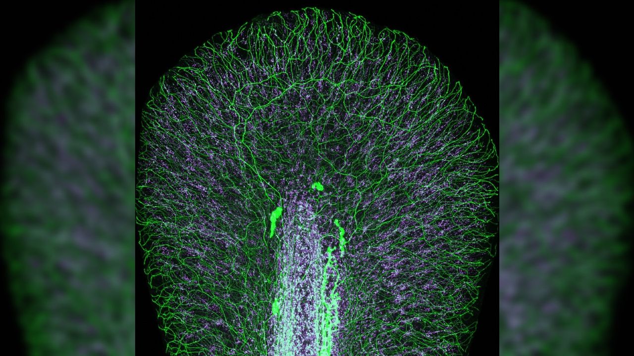 The tailfin of an embryonic zebrafish with its nerves stained green.