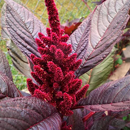 Palm Beach Medicinal Herbs - Hopi Red Dye Amaranth (amaranthus Cruentus X A. Powellii) - Packet of 40 Seeds