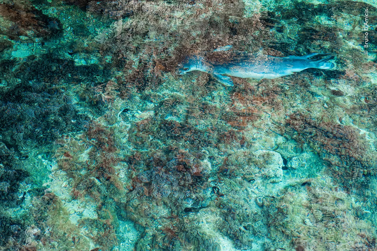 Beneath the clifftop where Bruno lay hidden, a Mediterranean monk seal glided through the shallows before disappearing into a cave. Masked by the reflections on the water, the seal appears to be almost vanishing in front of our eyes - an apt metaphor given that the species is on the brink of extinction.