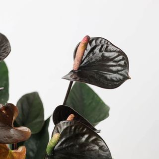 close up of Anthurium 'Black Love'