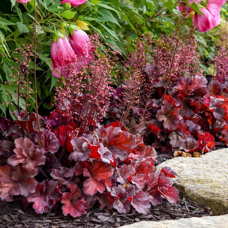 Primo&amp;reg; Mahogany Monster Coral Bells