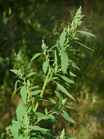 Lambsquater Annual Broadleaf Weeds