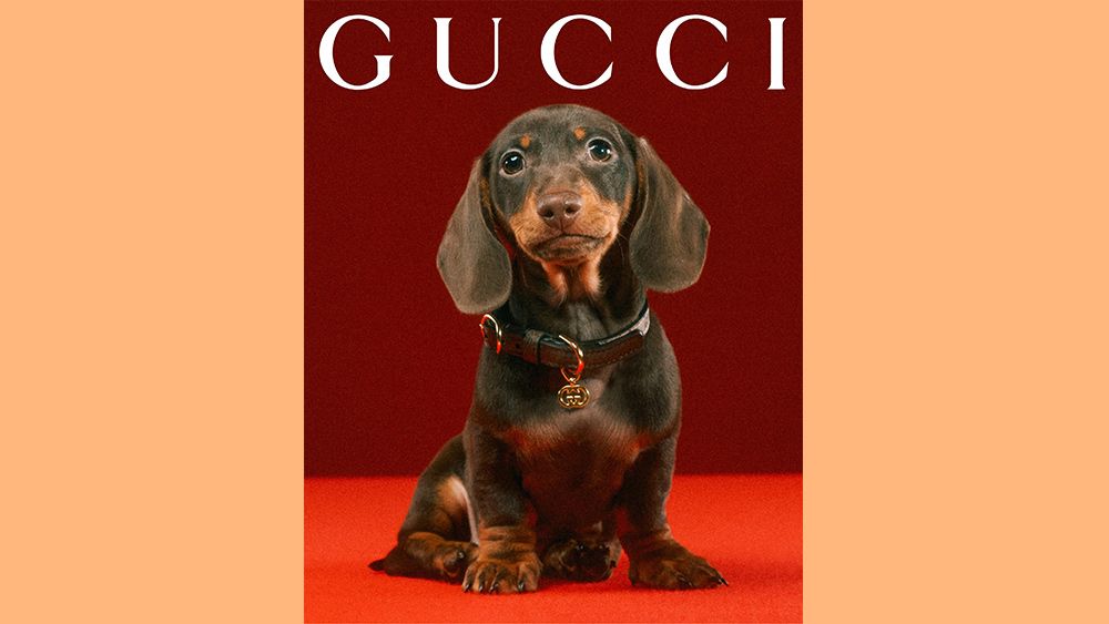 Gucci Pet Collection