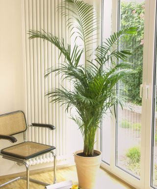 potted palm plant in a living room
