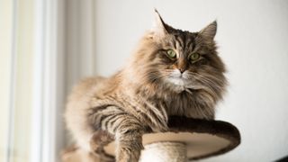 Maine Coon cat