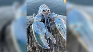 This rare cotton-candy-colored lobster was just caught in Maine.