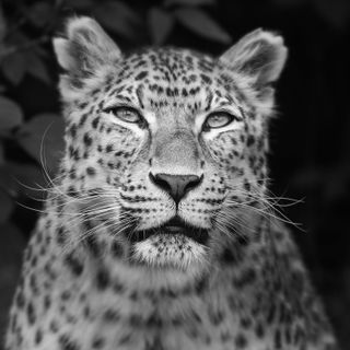 Photographing big cats