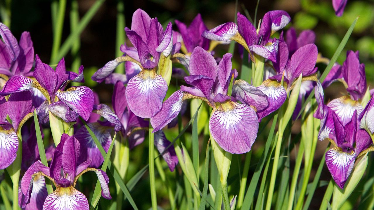 Siberian irises – dark pink &#039;Carrie Lee&#039;