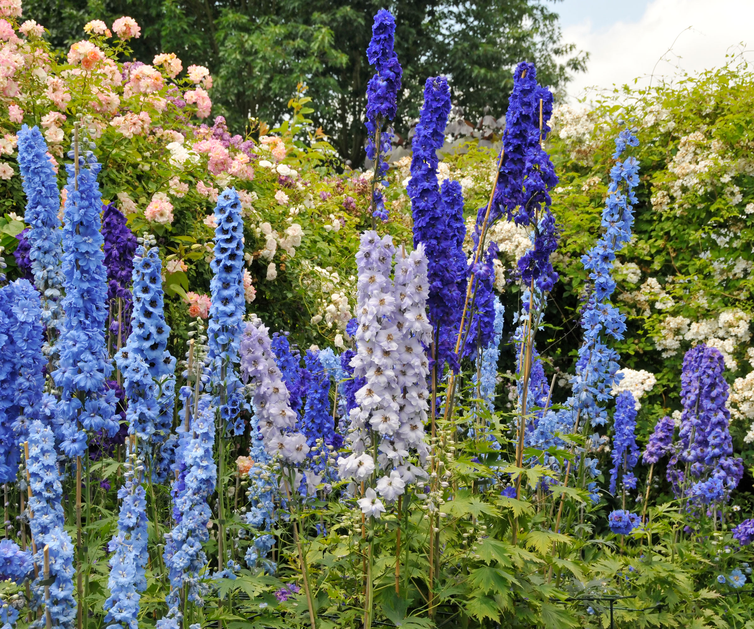 blue, white and purple larkspur flowers in garden