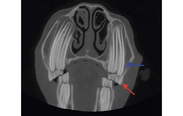 CT scan showing a deciduous cheek tooth (red arrow) with the underlying permanent cheek tooth (blue arrow)