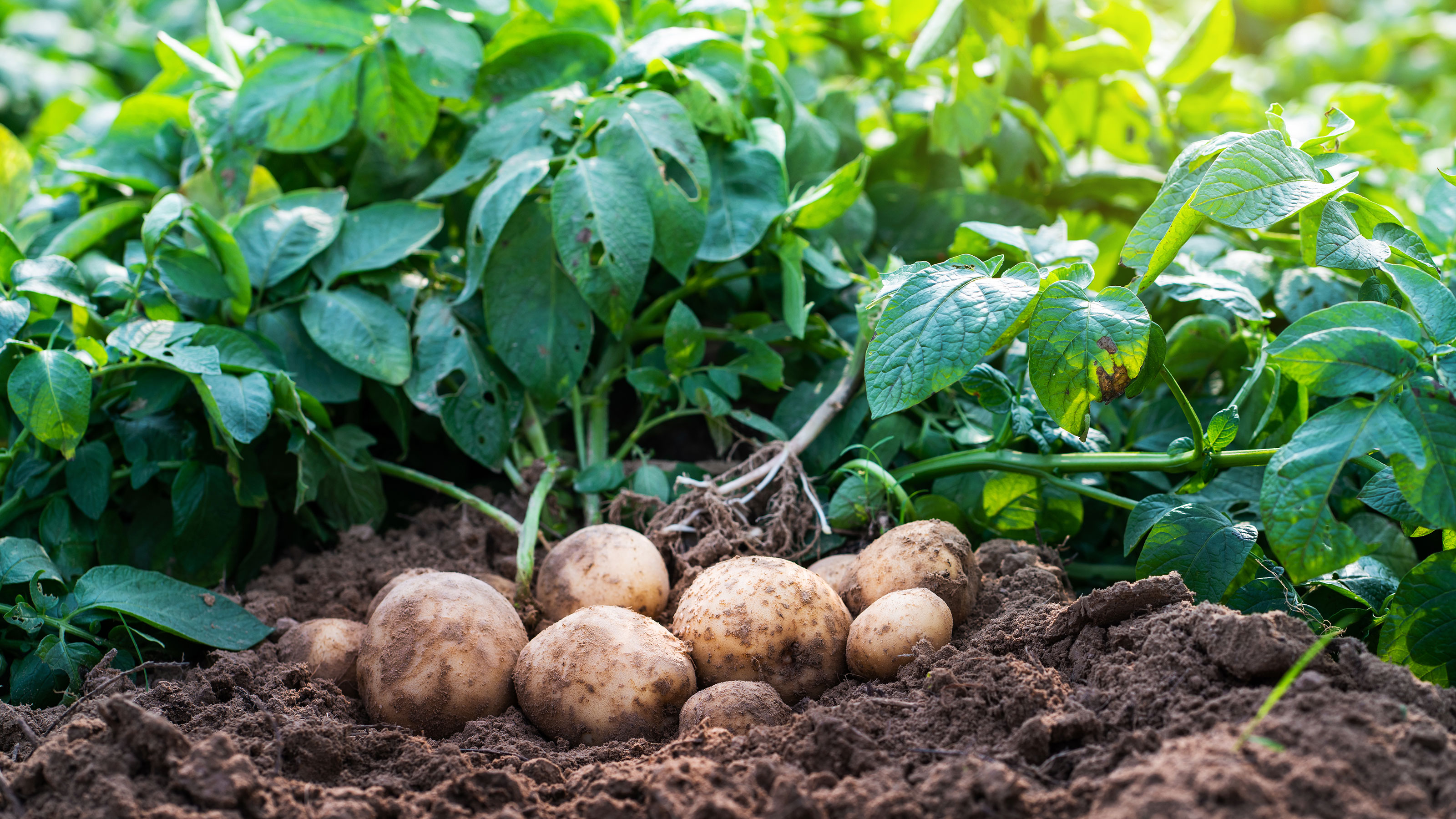 Image of Garlic and potatoes companion planting image 1
