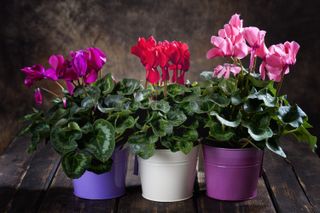 row of colourful potted cyclamen plants