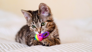 Tabby kitten biting a multicolored toy while lying down