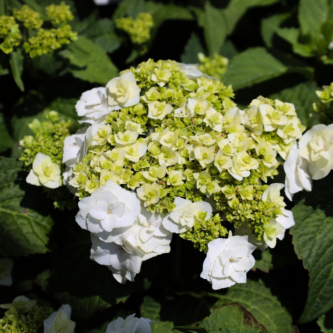 Wedding Gown&amp;trade; Hydrangea - 3 Gallon Pot