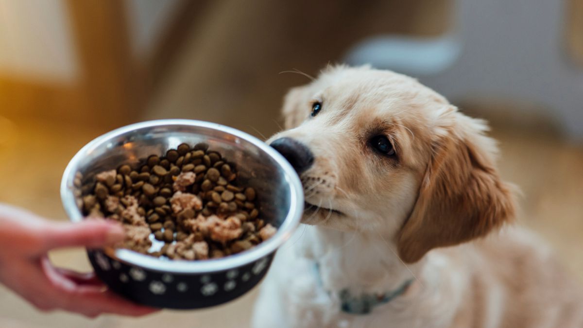 what supplement can you give your dog to stop eating poop