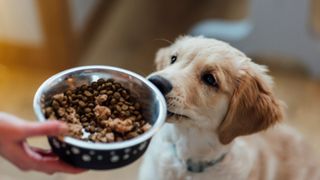 Owner gives bowl of dry dog food to white dog