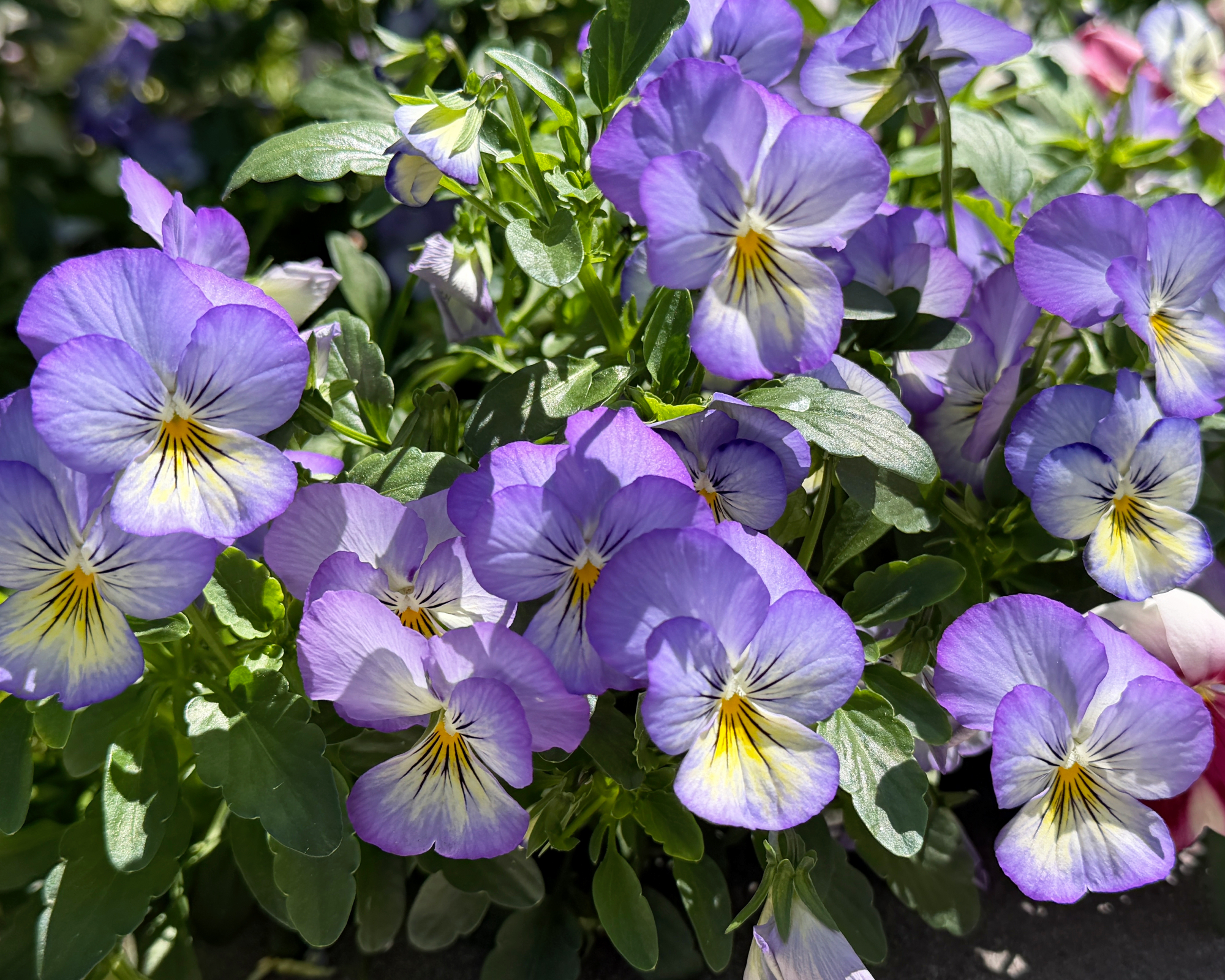 Cool Wave pansies