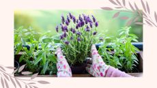 picture of woman tending to lavender plant