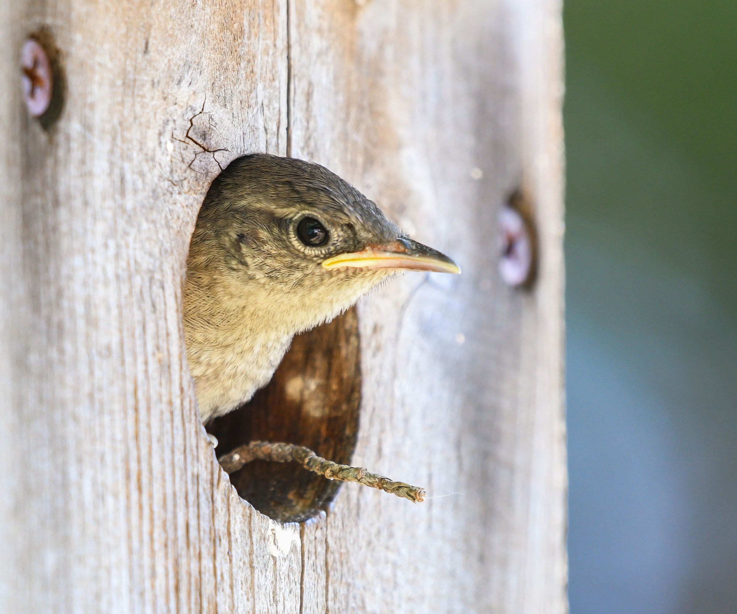 baby house wren poking head out of bird house