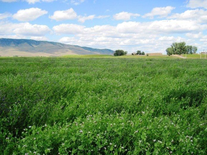 australian wintger pea