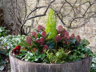 winter container with skimmia, dwarf conifer and pansies