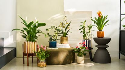 A living room with a curation of potted houseplants on stools and pedestals from Patch Plants