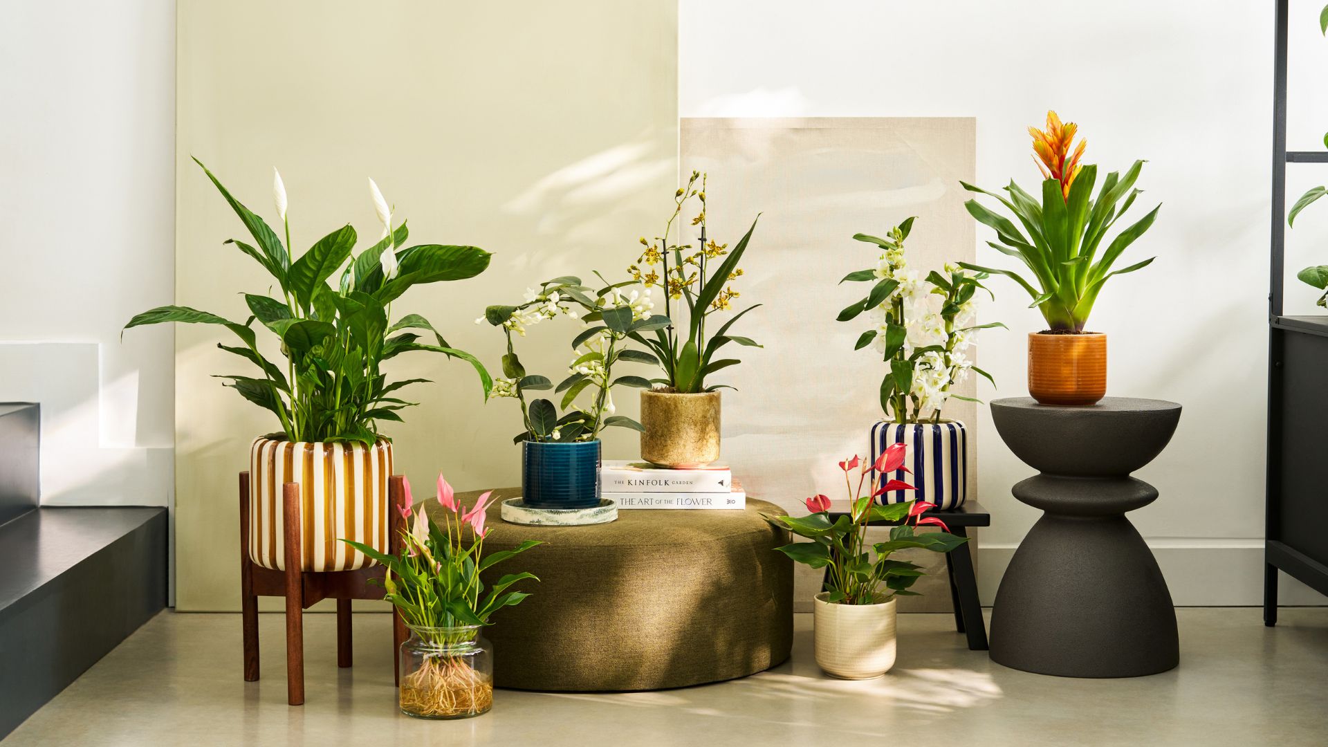 A living room with a curation of potted houseplants on stools and pedestals from Patch Plants