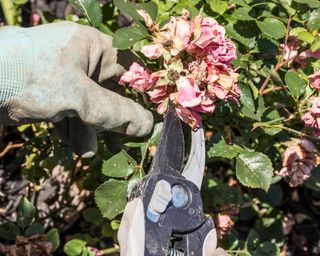 A gardener pruning or deadheading drift roses.
