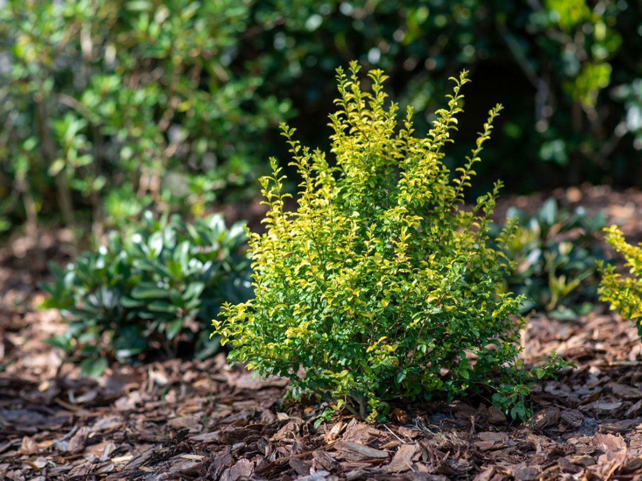 Light Green Shrub Planted In Mulch