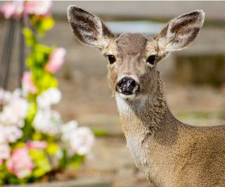 Deer with flowers in background