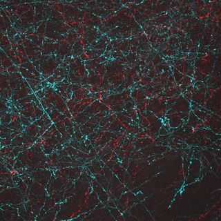 Neurons activated with red or blue light using algae-derived opsins.