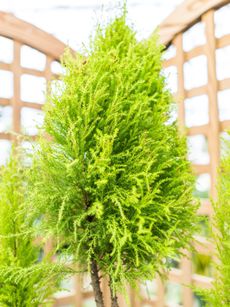 lemon cypress