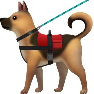 service dog with leash