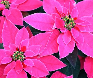 poinsettia Christmas Pink showing pink bracts