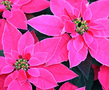 Cheerful Pink Poinsettias For Rich Tones And Pretty Pastels | Gardening