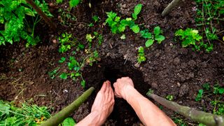 hands putting soil around trees being planted in ground