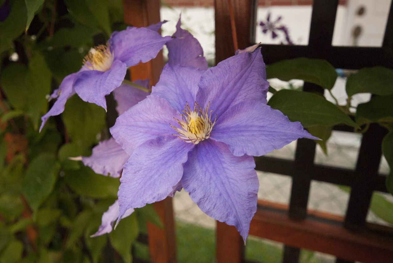 Purple Clematis Flowers