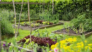Raised beds to grow crops
