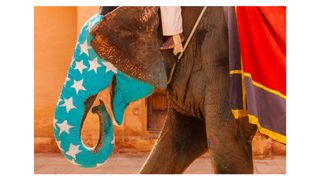 Photograph of an elephant in India with its trunk painted turquoise with white stars by American photographer Eric Meola, titled 'Turquoise Elephant with Stars, Jaipur, India, 2011'