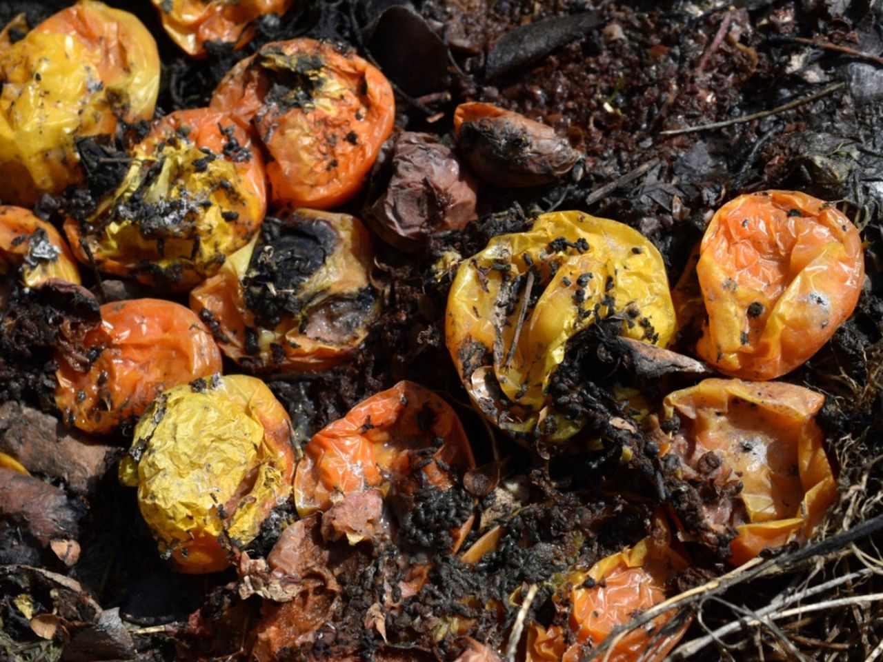 Tomato Plants In The Compost Pile