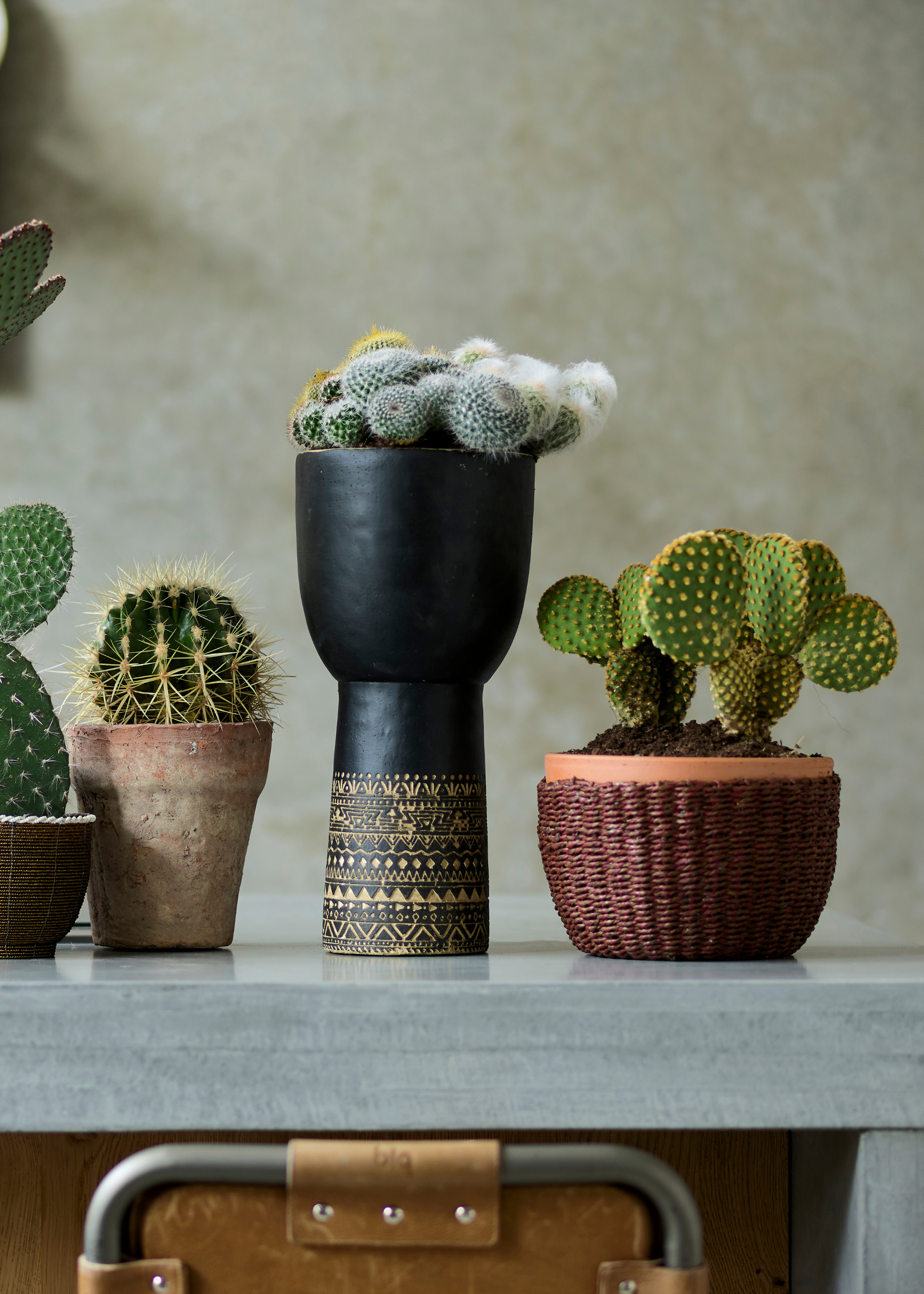 A closer shot of potted cacti on a stone countertop in textured planters, including a ladyfinger cactus in a footed black planter