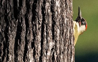 KCX1ND Green Woodpecker searching for food on a oak tree.