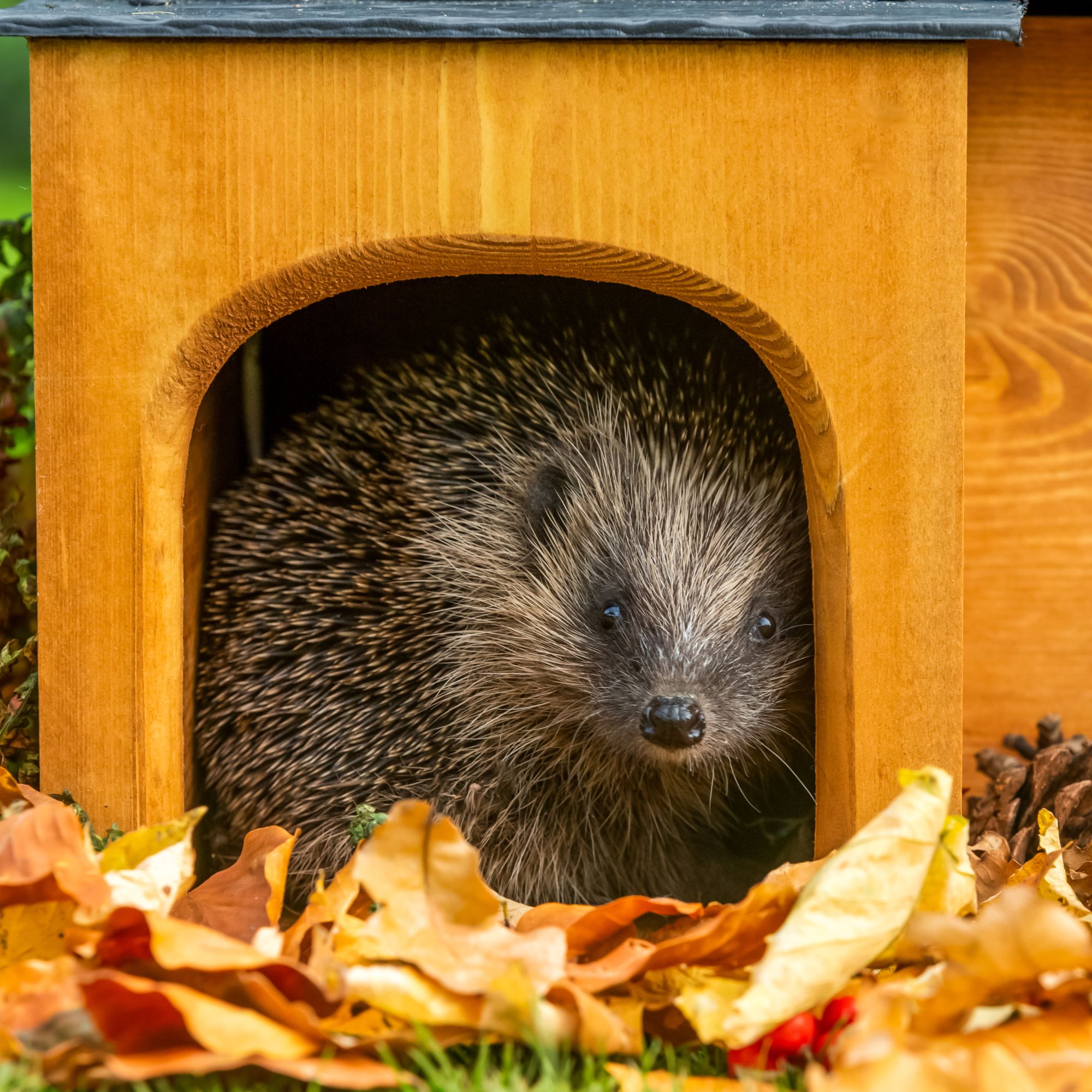 winter garden hedgehog in house